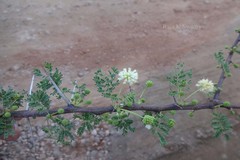 Acacia planifrons